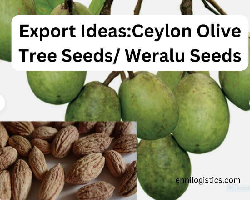 Export Business ideas for seeds: Ceylon Olive seeds